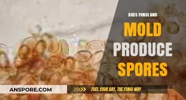 Do Fungi and Mold Produce Spores? Understanding Their Reproduction Process