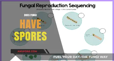 Do Fungi Have Spores? Unveiling the Truth About Fungal Reproduction