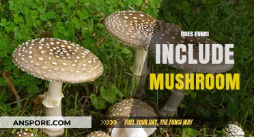 Mushrooms: A Fungi Family Member?