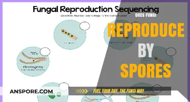 How Fungi Reproduce: The Role of Spores Explained