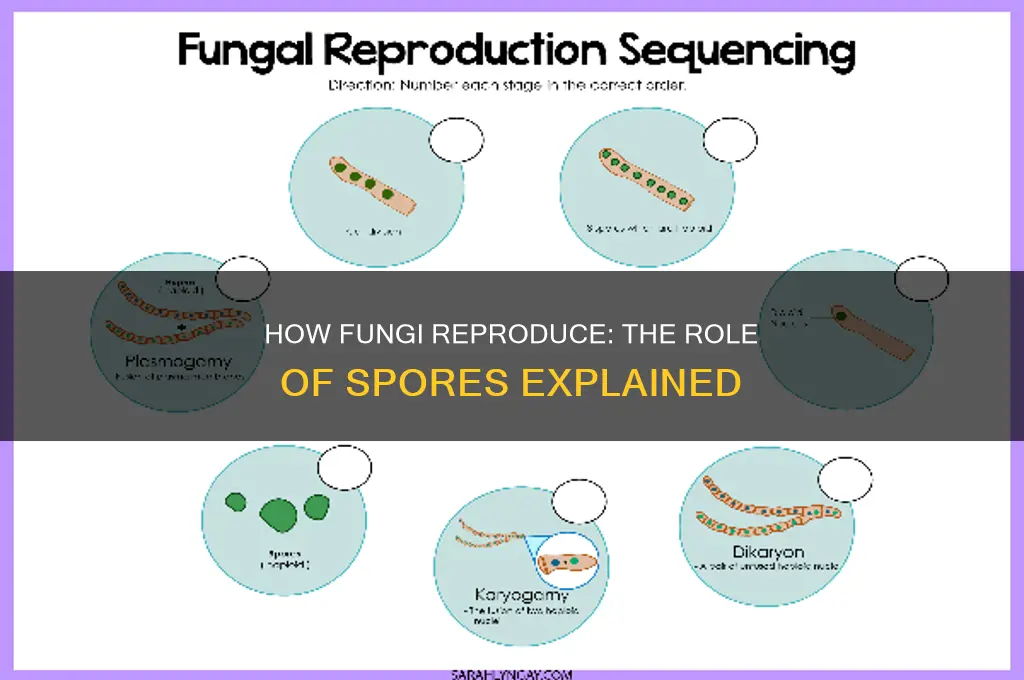 does fungi reproduce by spores