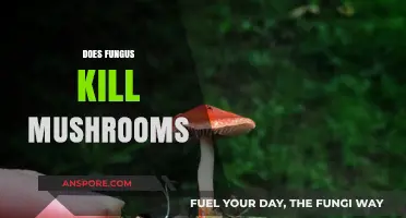 Fungus vs Mushrooms: Who Wins the Battle?