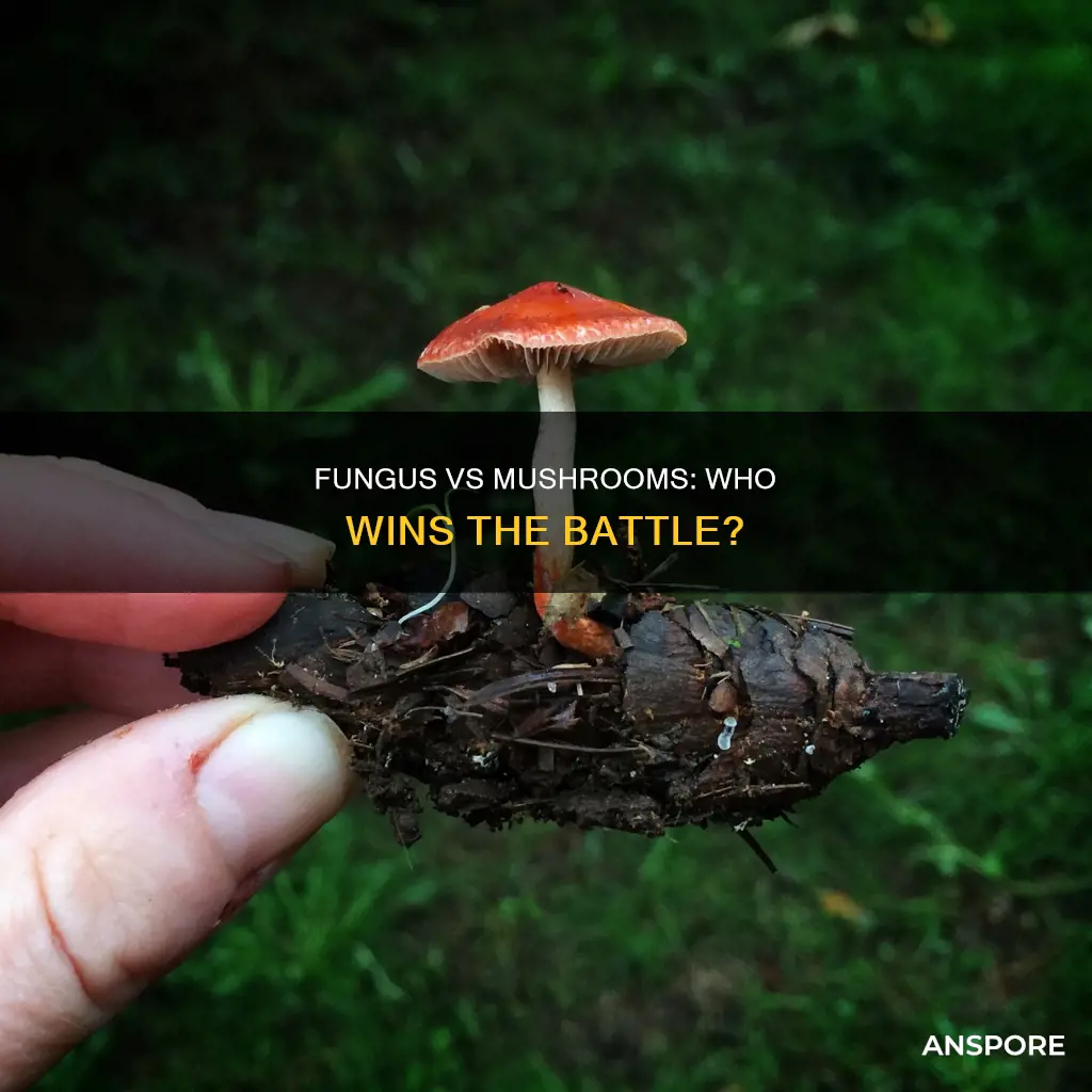 does fungus kill mushrooms