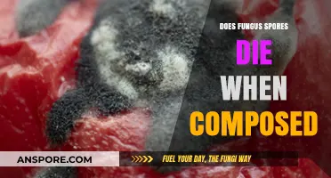 Do Fungus Spores Survive Composting? Uncovering the Truth