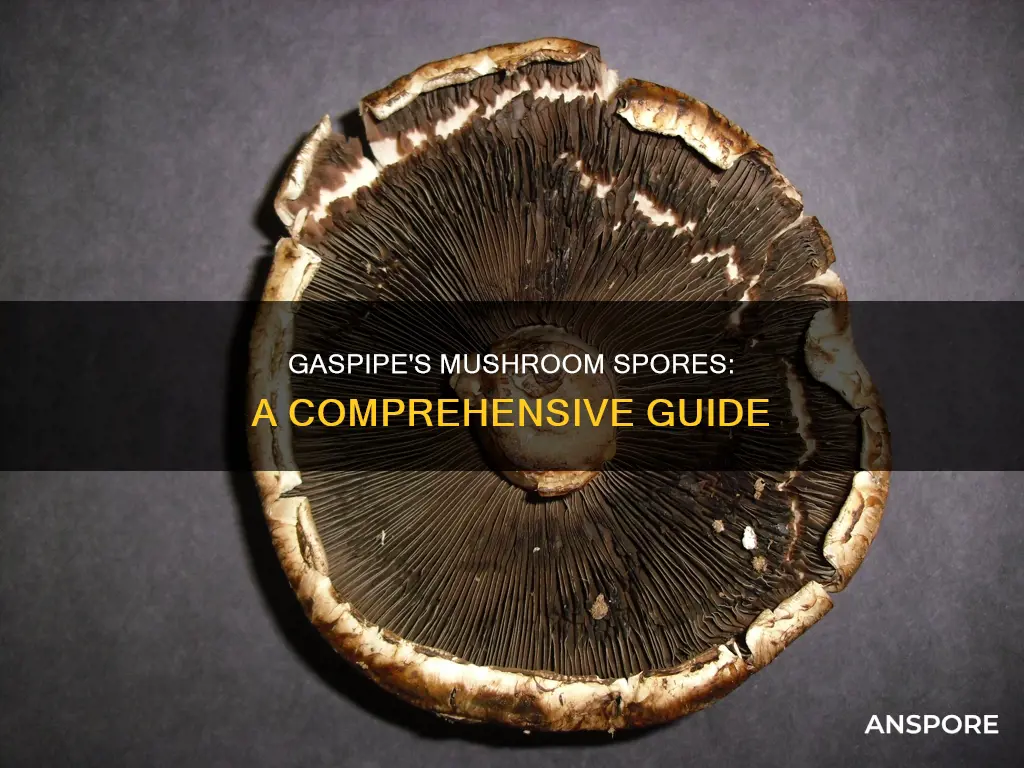 does gaspipe sell mushroom spores