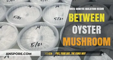 Genetic Isolation in Oyster Mushrooms: What's the Deal?