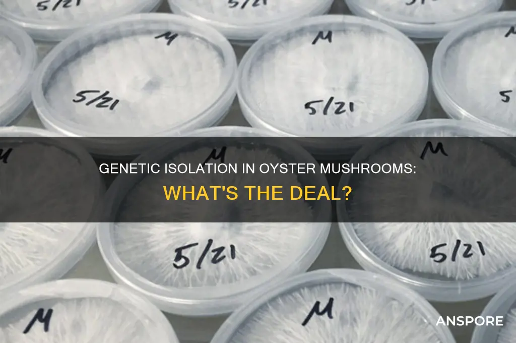 does genetic isolation occur between oyster mushrooms