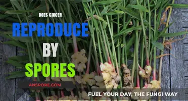 Ginger Reproduction: Unveiling the Truth About Spores and Growth Methods