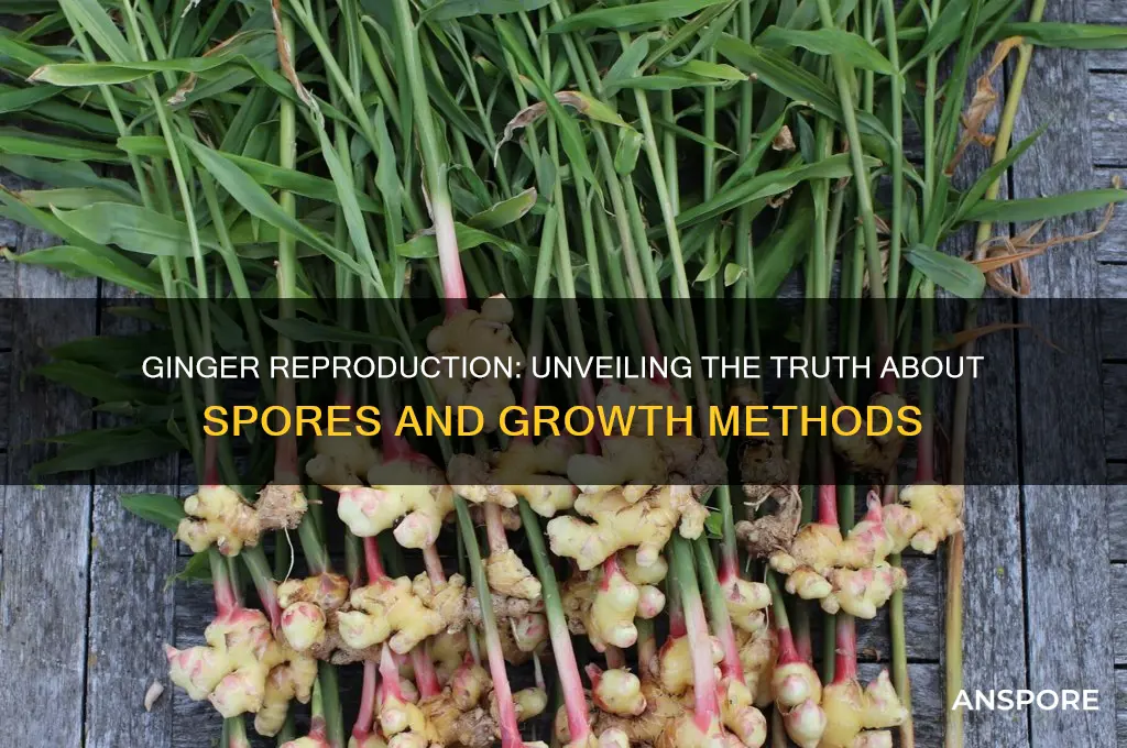 does ginger reproduce by spores
