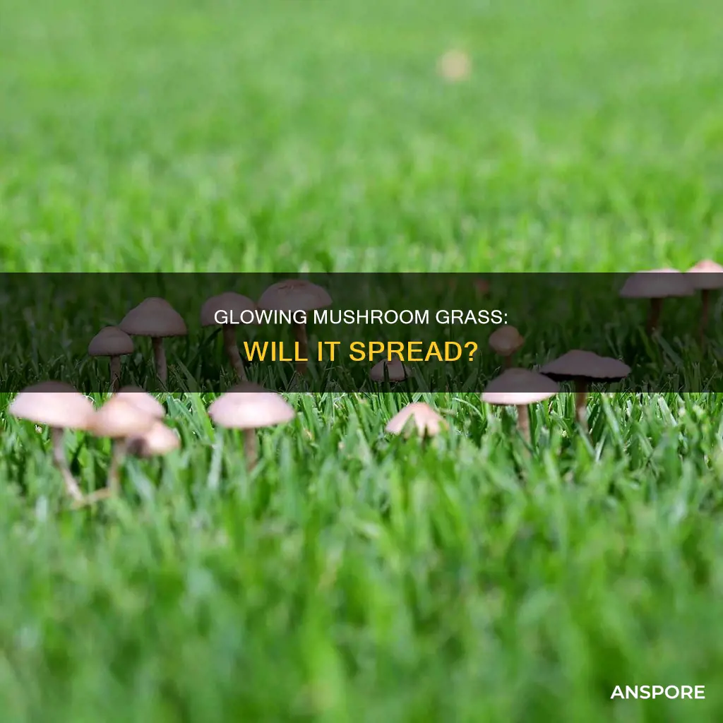 does glowing mushroom grass spread