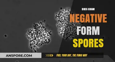 Do Gram-Negative Bacteria Form Spores? Unraveling the Microbial Mystery