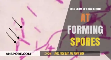 Gram-Positive vs. Gram-Negative: Which Forms Spores More Efficiently?