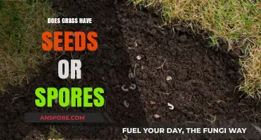 Grass Reproduction: Seeds or Spores? Unraveling the Botanical Mystery