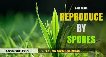 Does Grass Reproduce by Spores? Unveiling the Truth About Grass Reproduction