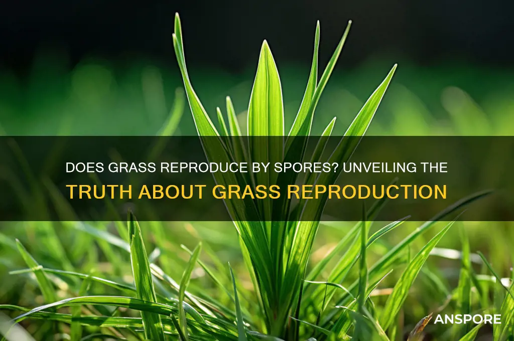 does grass reproduce by spores