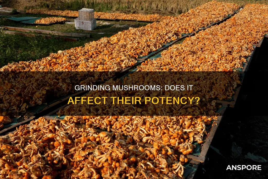 does grinding mushrooms reduce potency