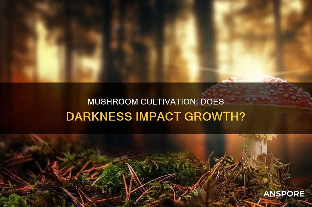 does groqwing mushrooms need to be complete darkness