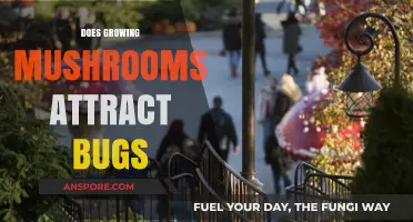 Do Mushrooms Attract Bugs? Exploring the Truth Behind the Myth