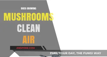 Can Cultivating Mushrooms Purify Indoor Air Quality Naturally?