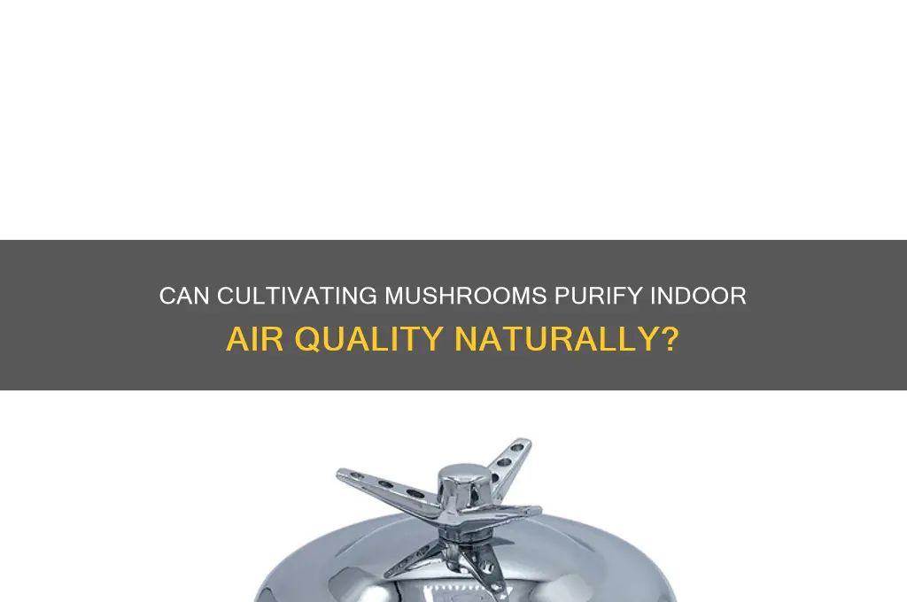 does growing mushrooms clean air