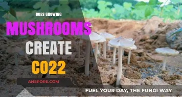 Mushroom Cultivation and CO2: Environmental Impact Explained