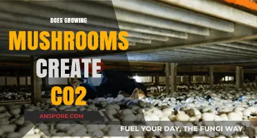 Mushroom Cultivation and CO2: Unveiling the Environmental Impact of Growing Fungi