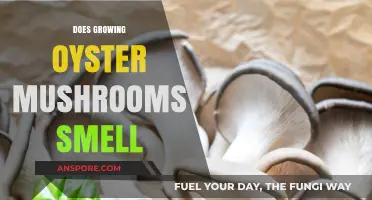 Oyster Mushroom Cultivation: Unveiling the Truth About Its Aromatic Presence