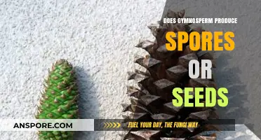 Gymnosperms: Do They Produce Spores, Seeds, or Both?