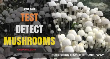 Hair Testing for Mushrooms: Is It Possible?