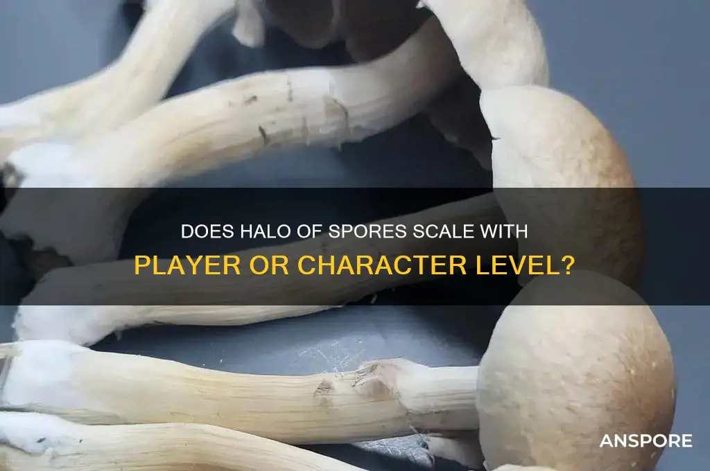 does halo of spores scale of player or characger level