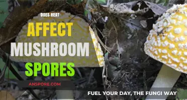 How Heat Impacts Mushroom Spores and Their Growth