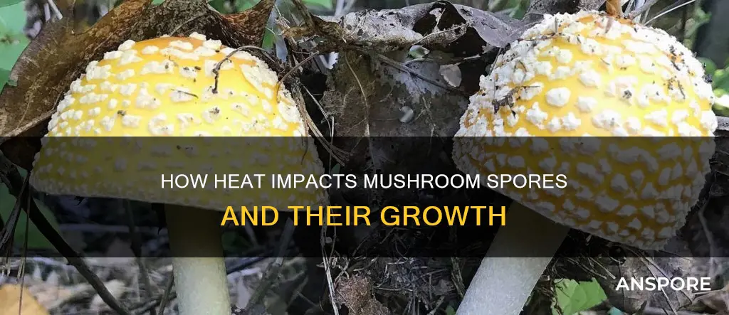 does heat affect mushroom spores