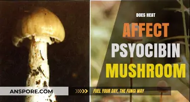 How Heat Impacts the Potency of Magic Mushrooms