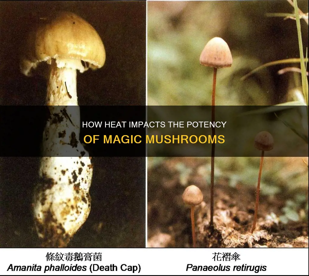 does heat affect psyocibin mushrooms