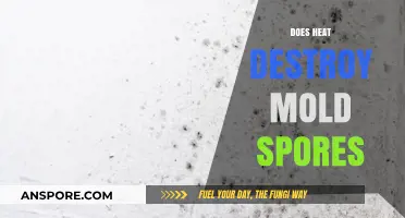 Heat vs. Mold Spores: Can High Temperatures Effectively Eliminate Them?
