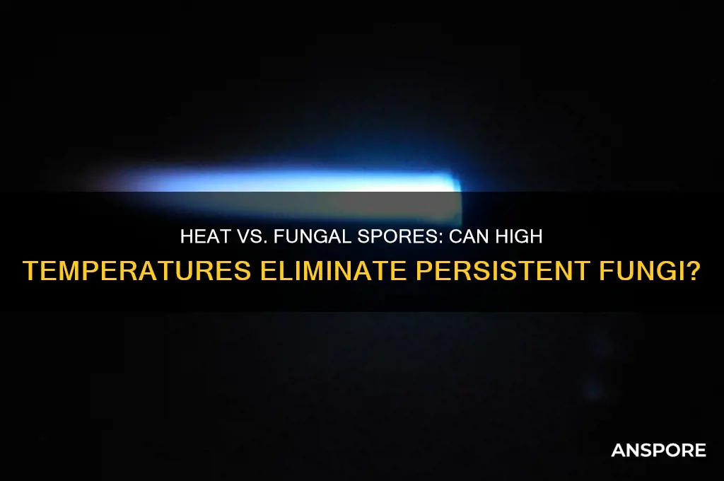 does heat kill fungal spores