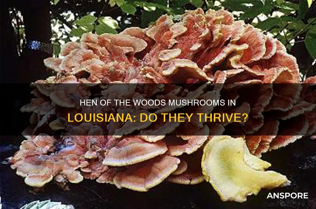 does hen of the woods mushrooms grow in louisiana