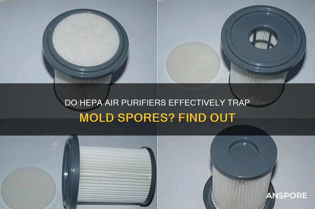 does hepa air purifiers trap mold spores