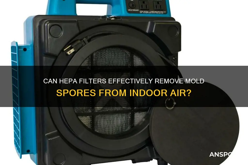 does hepa clean spores in air