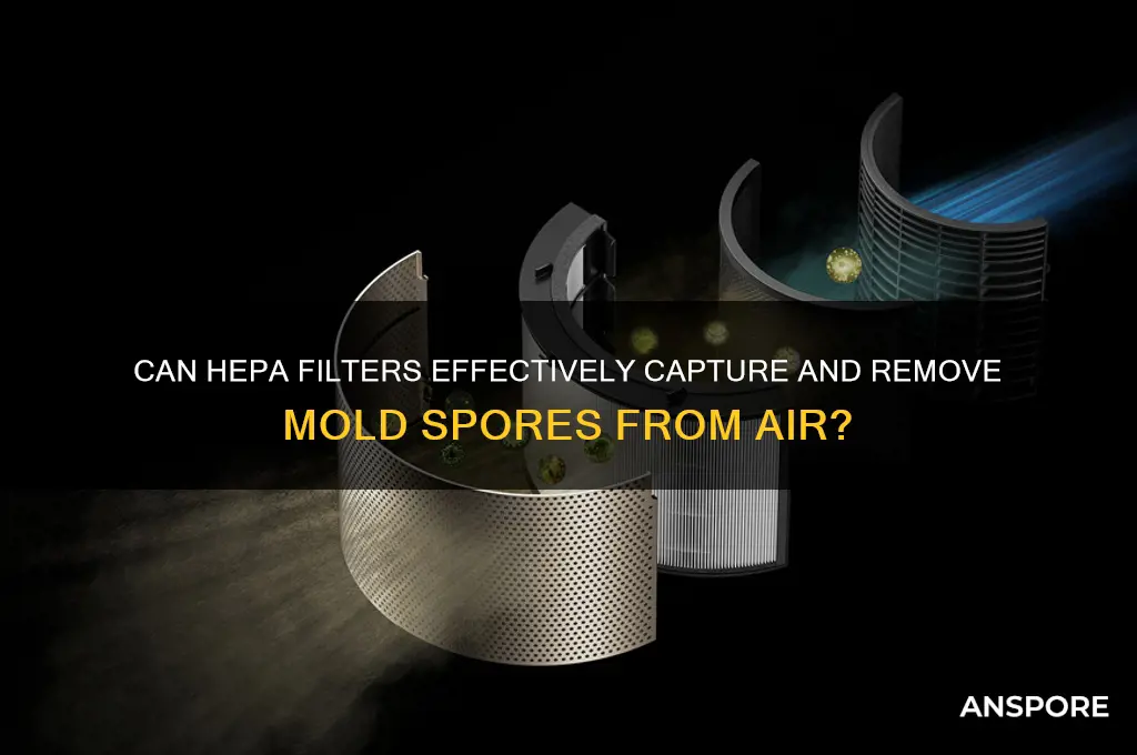 does hepa filter mold spores