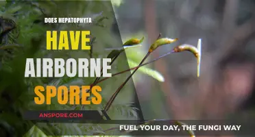 Do Hepatophyta Plants Release Airborne Spores? Exploring Their Dispersal Methods