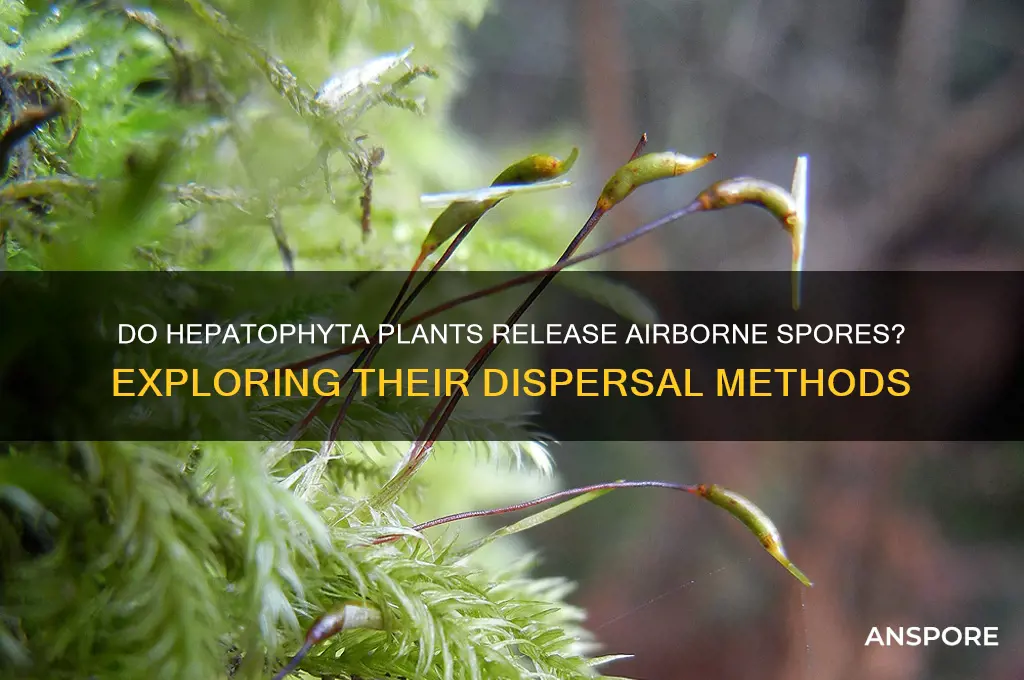 does hepatophyta have airborne spores