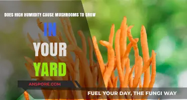 High Humidity and Mushrooms: Why Your Yard May Be Sprouting Fungi