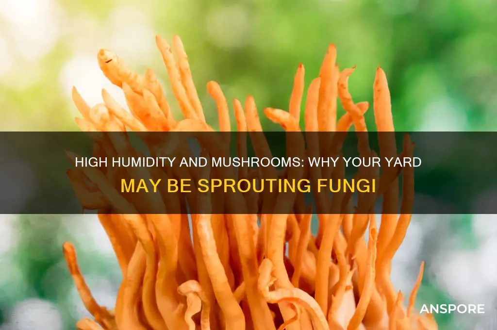 does high humidity cause mushrooms to grow in your yard