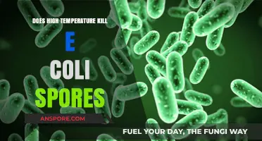 High Temperatures vs. E. Coli Spores: Can Heat Eliminate the Threat?