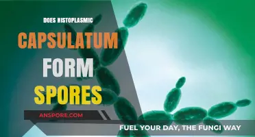 Histoplasma Capsulatum Sporulation: Unveiling the Fungus's Life Cycle and Spores