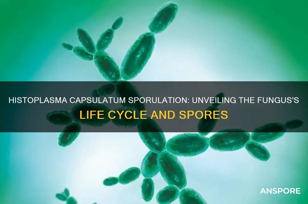 does histoplasmic capsulatum form spores