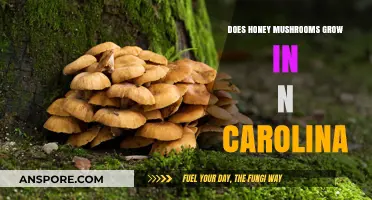 Honey Mushrooms in North Carolina: Where and How They Thrive