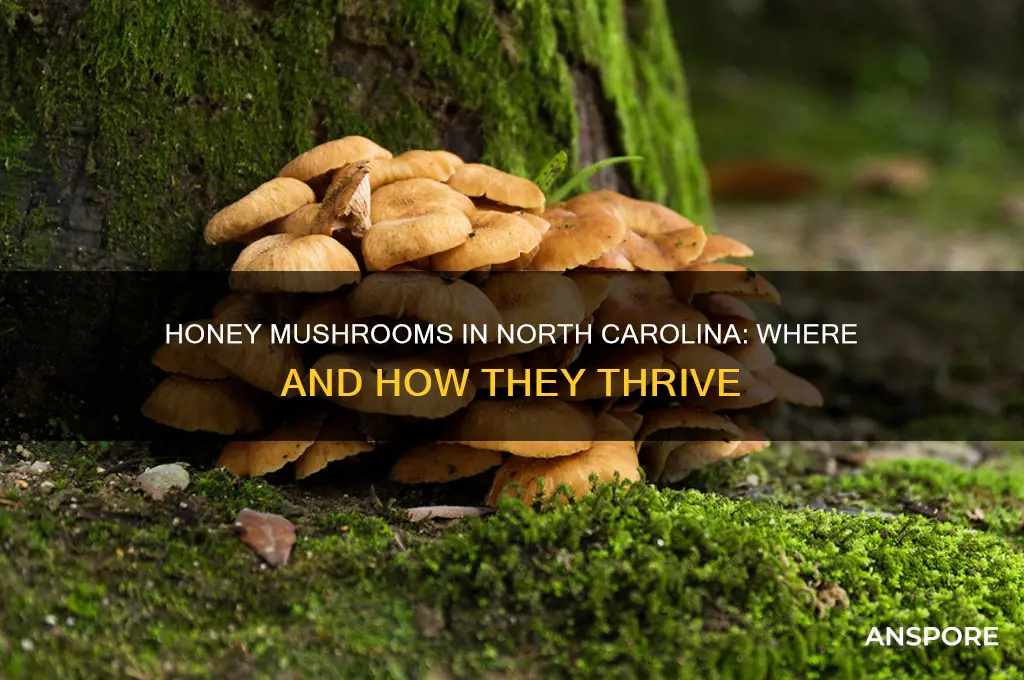 does honey mushrooms grow in n carolina