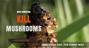 Horsetail Herbicide: Friend or Foe to Mushrooms?